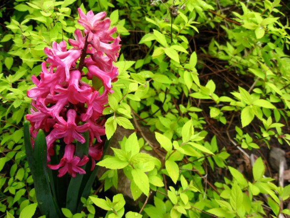 stephanie roberts author thank you