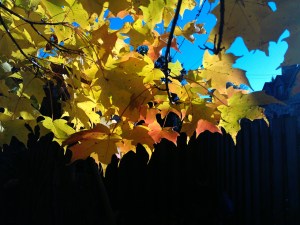 stained glass maple 3