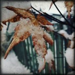 IMG_stephanie_roberts_instagram_photography