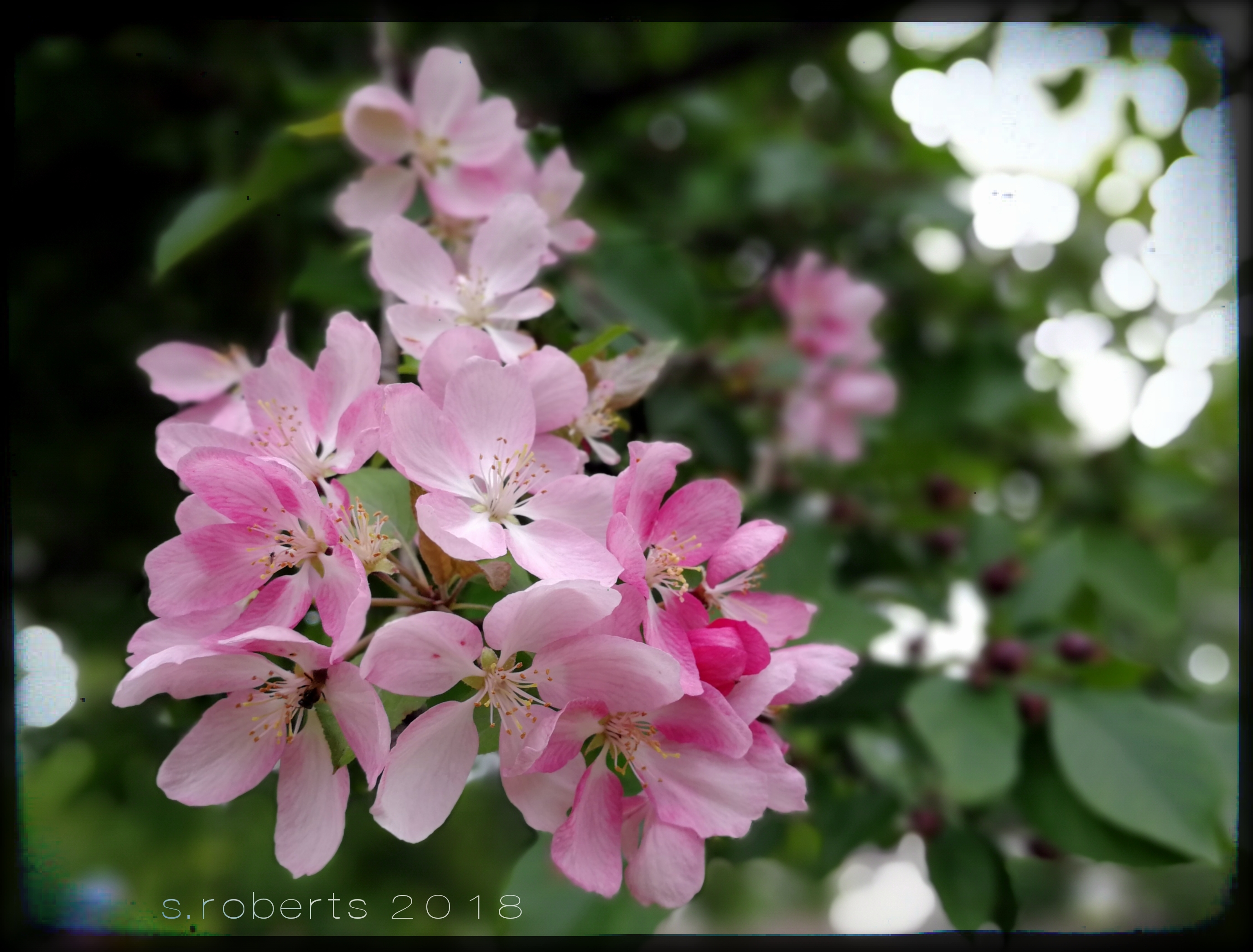 IMG_stephanie_roberts_crabapple